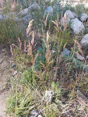 Calamagrostis