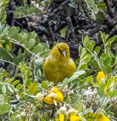 Chlorodrepanis virens