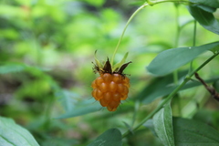 Rubus spectabilis