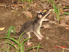 Philander opossum