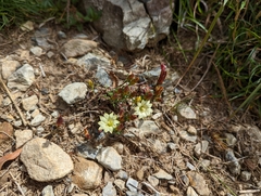 Gentiana scabrida