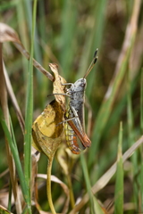 Gomphocerippus rufus