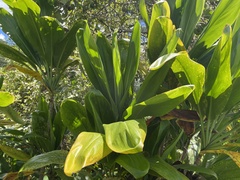 Cordyline fruticosa