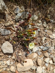 Gentiana scabrida