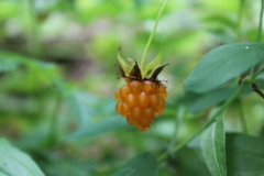 Rubus spectabilis