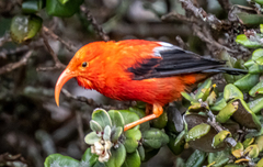 Drepanis coccinea