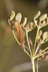 Agriphila tristella