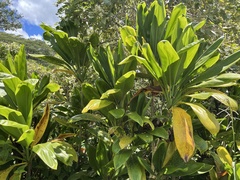 Cordyline fruticosa
