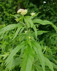 Eupatorium cannabinum