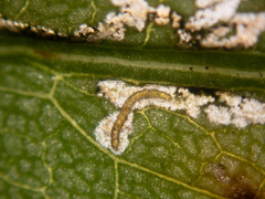 Insecta