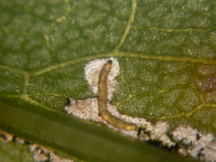 Insecta