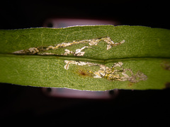 Insecta
