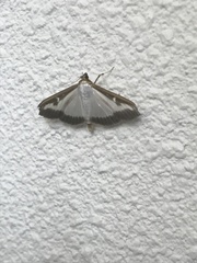 Cydalima perspectalis