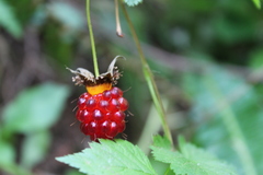 Rubus spectabilis