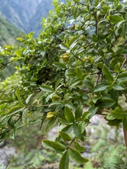 Euonymus