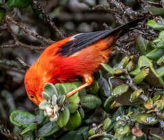 Drepanis coccinea