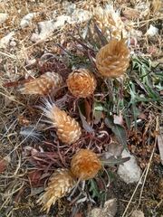 Leuzea conifera
