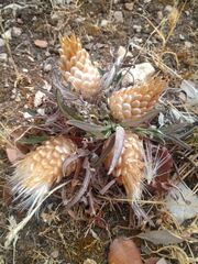 Leuzea conifera
