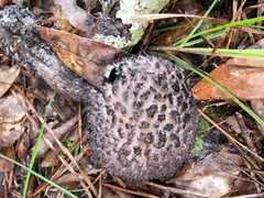 Strobilomyces