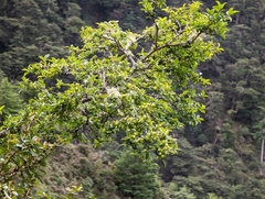 Euonymus