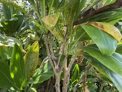 Cordyline fruticosa