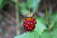 Rubus spectabilis