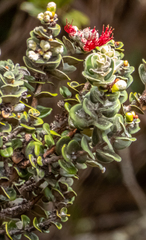 Metrosideros polymorpha