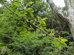 Euonymus
