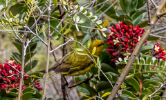 Chlorodrepanis virens