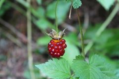 Rubus spectabilis