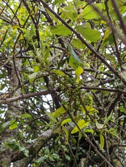 Loranthus kaoi