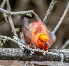 Himatione sanguinea