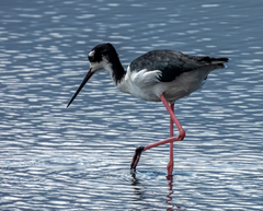 Himantopus mexicanus knudseni