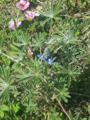 Lupinus cosentinii