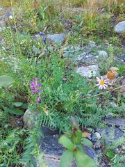 Oxytropis longirostra