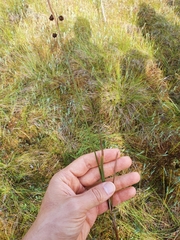 Carex magellanica