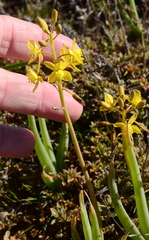 Bulbine
