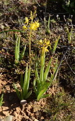 Bulbine