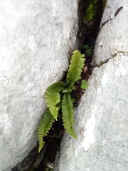 Polystichum lonchitis