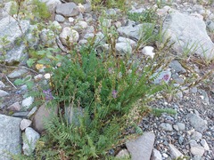 Oxytropis longirostra