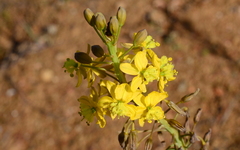 Bulbine