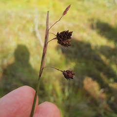 Carex magellanica