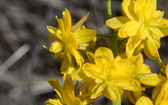 Bulbine