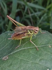 Roeseliana roeselii