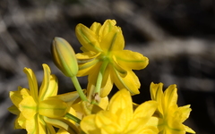 Bulbine