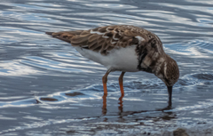 Arenaria interpres