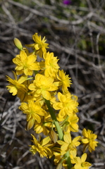 Bulbine