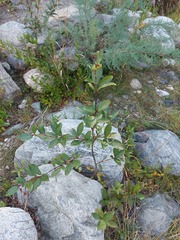 Populus suaveolens