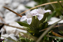 Gentianella anisodonta
