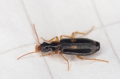Dromius fenestratus